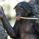 Image for article titled 10 Weapons That Animals Use